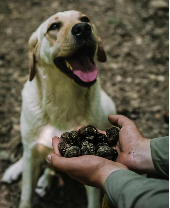 트러플이 상하지 않도록 훈련된 개를 통해 수확한다. 사진제공|크로아티아관광청/CNTB