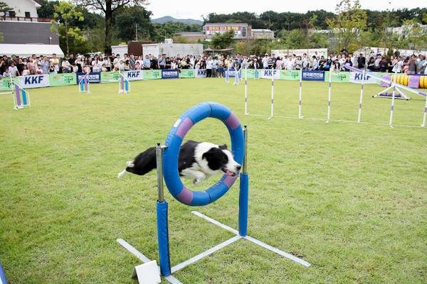 제2회 이천펫축제 어질리티 대회 모습. [사진=이천시]