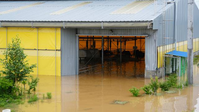 17일 쏟아진 폭우로 충남의 한 축사가 물에 잠겼다. 사진=박현석 기자