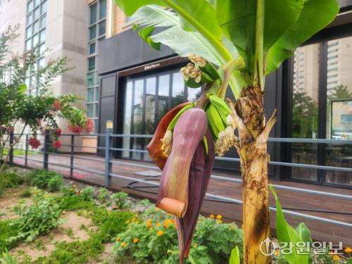 춘천 동내면 앞에 매달린 노지 바나나. 사진=이은호 기자