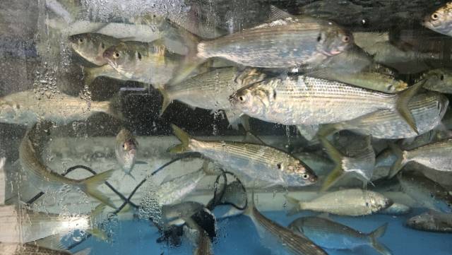 전어 금어기가 해제되고 여름 햇전어 조업이 시작됐다. 김현우 기자