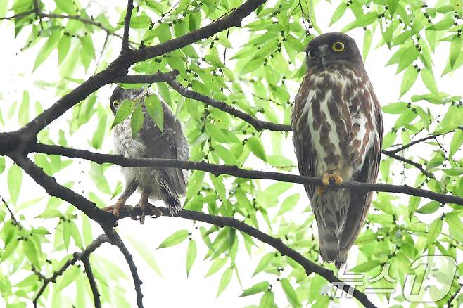 18일 경북 경주시 황성공원 고목나무에 천연기념물 324-3호 솔부엉이가 유조와 함께 앉아있다. 2025.7.18/뉴스1 ⓒ News1 최창호 기자