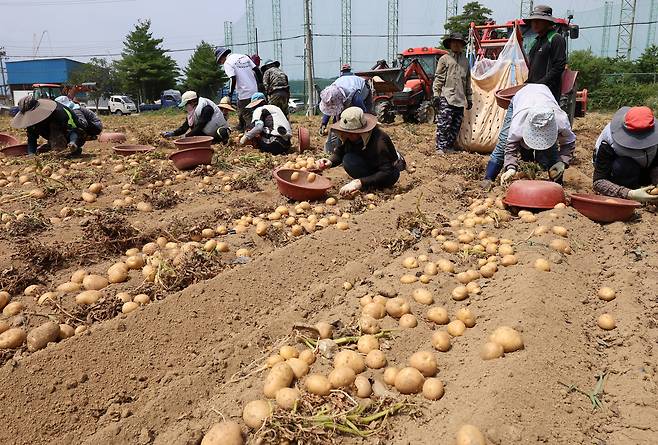 강원 강릉시 청량동의 한 감자밭에서 농민과 외국인 노동자들이 감자를 수확하고 있다. /연합뉴스