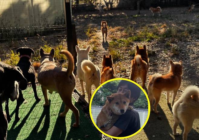 고급 외제차 페라리를 팔아 보호소 부지를 마련한 사이토 히로타카 씨는 현재 경트럭을 몰며 유기동물 돌봄에 전념하고 있다. 사진은 완즈프리(Wansfree) 보호소에서 보호 중인 동물들과, 운영자 사이토 사이토 씨의 모습. (@wansfree)