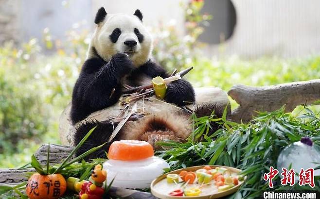 푸바오가 17일 쓰촨성 워룽 선수핑기지에서 생일상을 받았다. 사진 중국신문망 캡처