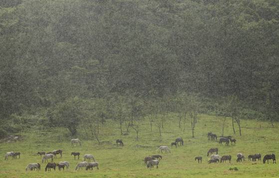 Horses graze in the rain at a pasture in Yonggang-dong, Jeju, as a heavy rain advisory is issued for the island’s mountainous areas on July 17. [YONHAP]