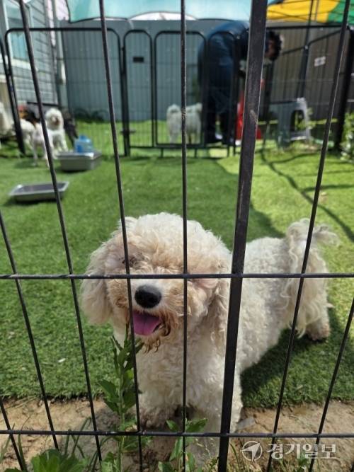 인천의 한 유기동물 보호소에서 보호 중인 강아지. 박귀빈기자