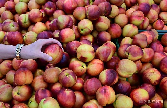 최근 계속되는 무더위와 폭우로 과일 가격이 폭등한 가운데 18일 오후 서울 서초구 하나로마트 양재점에서 시민들이 과일을 고르고 있다. 이상섭 기자