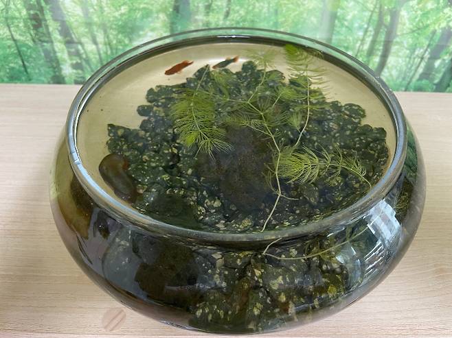 조중의 포항대학교 초빙교수·전직 언론인 제공