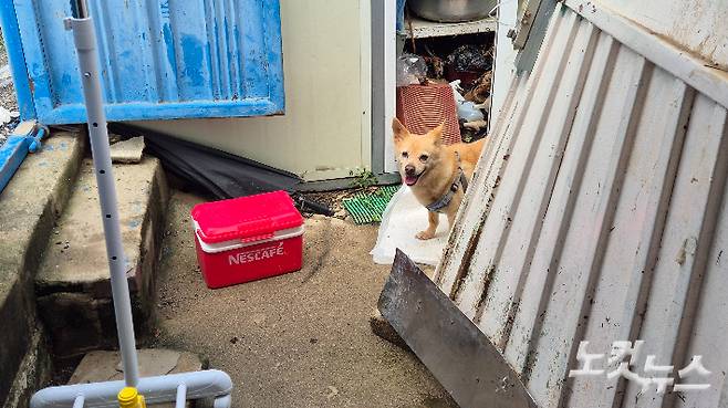 지난 폭우 침대 매트리스 위에 올라탄 채 물살에 떠내려갔다가 기적적으로 살아남은 강아지가 18일 광주 북구 신안동의 한 집 앞에 서 있다. 한아름 기자