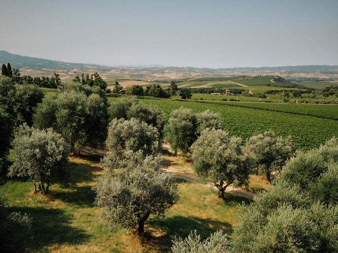 몬탈티노 남서쪽 포도밭 발 디 수가 비냐 스푼탈리.