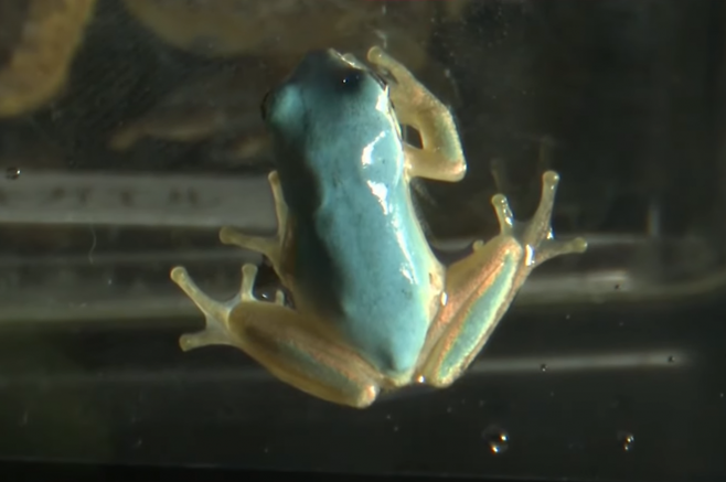 일본 이와테현에서 희귀종으로 알려진 ‘하늘색 청개구리’가 발견됐다. TV아사히 캡처