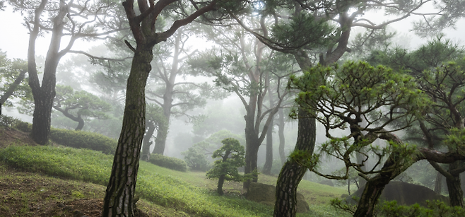 경기 광주 화담숲에선 시원한 숲속 바캉스를 즐길 수 있다. 화담숲 제공.