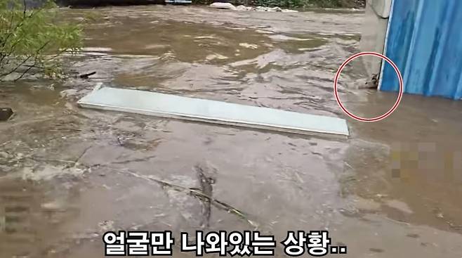 지난 17일 충남 아산의 한 밭에서 한 유튜버가 목줄에 묶인 채 홍수에 고립된 백구를 구조했다. 자료 : 유튜브 ‘무대뽀조성근’
