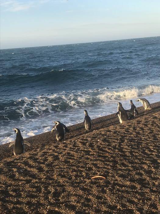파타고니아 해변의 마젤란펭귄들 아르헨티나 파타고니아 자갈 해변에서 마젤란펭귄(Spheniscus magellanicus) 무리가 사냥 준비를 하고 있다. [Richard Gunner 제공. 재판매 및 DB 금지]