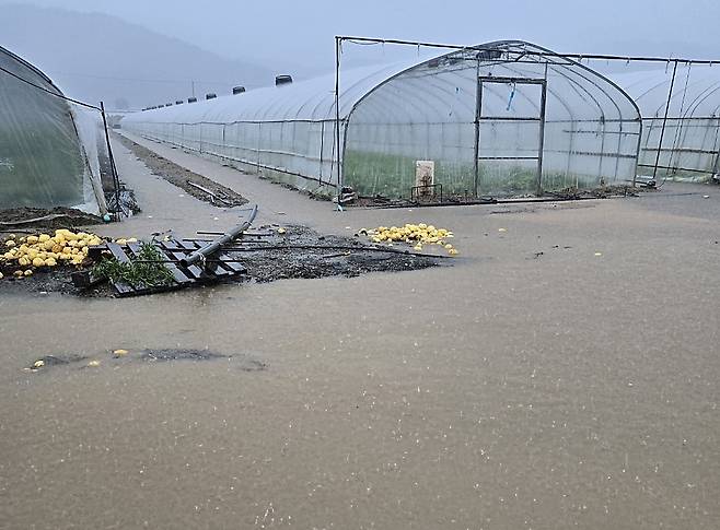 지난 17일 침수된 성주군 선남면 관화들 참외 하우스 [독자 제공.재판매 및 DB금지]