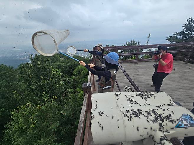 4일 오전 환경부 산하 국립생물자원관 연구관들이 인천 계양산 정상에서 러브버그(붉은등우단털파리)를 포집하고 있다. /뉴스1