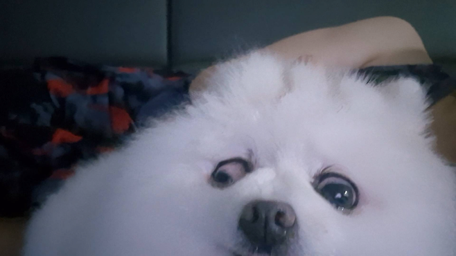 image.png 울이쁜 뽀삐 오래오래 살아라