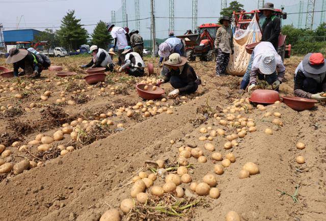지난 9일 강원 강릉시 청량동의 한 감자밭에서 농민과 외국인 노동자들이 감자를 수확하고 있다. 연합뉴스
