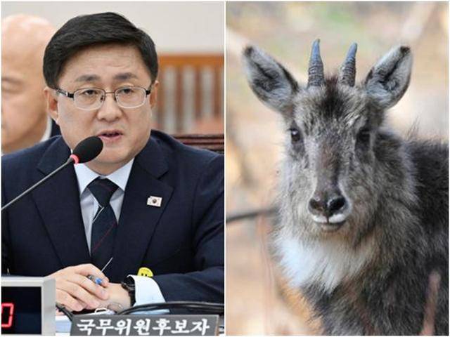 김성환(왼쪽) 환경부 장관 후보자는 멸종위기종 산양 대응 관련 서면질의 답변서를 통해 “보호대책을 지속적으로 추진하겠다”며 원론적인 답변만 내놨다. 고영권기자, 국립공원 야생생물보전원 북부보전센터 제공