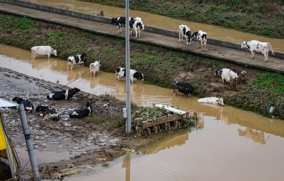 집중호우 피해를 입은 충남 예산군 삽교읍 용동3리 일대 축사들의 소들이 무리지어 이동하고 있다. 최기웅 기자