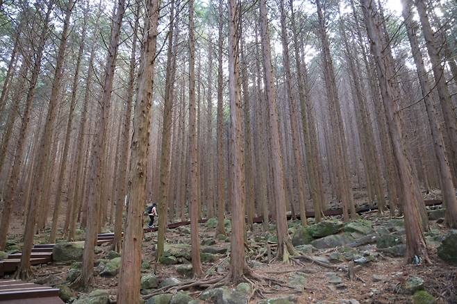▲ 장성 남창계곡 편백숲