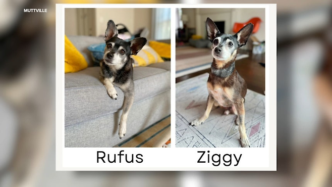 루퍼스와 그의 아빠 지기 [사진 = ABC7 News 캡처]