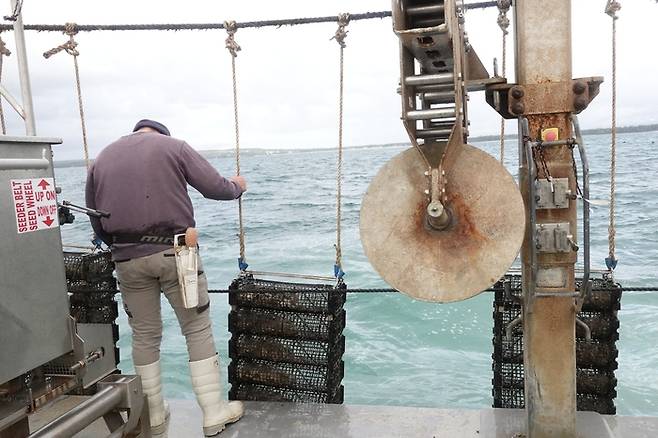 블루하비스트 직원이 저비스만 양식장으로 나가 작업선에서 굴이 자라고 있는 통을 들어올리고 있다.