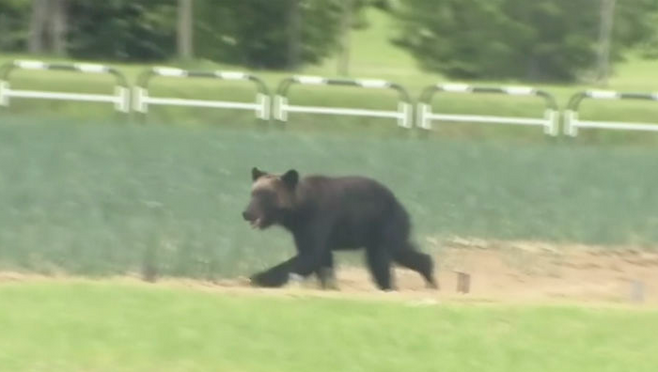불곰 한 마리가 일본 북부 삿포로의 들판을 달리고 있는 모습.[AP/뉴시스]
