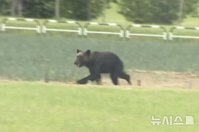 [삿포로=AP/뉴시스]불곰 한 마리가 일본 북부 삿포로의 들판을 달리고 있는 모습. 2025.01.03