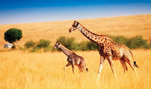 케냐의  ‘마사이마라 국립보호구역’. GETTYIMAGES