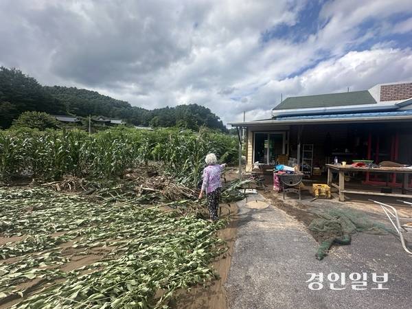 20일 가평군 상면에 거주하는 장기분(82)씨가 넘친 강물로 진흙에 쓰러진 밭을 보여주고 있다. 그는 “비가 30분만 더 왔으면 집까지 물이 들어왔을 것”이라고 토로했다. 2025.7.20 /목은수기자wood@kyeongin.com