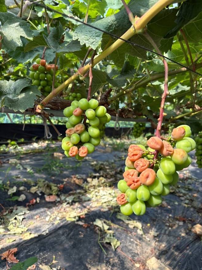 ▲화성 한 농장에서 폭염과 폭우가 겹쳐 피해를 입은 포도./사진=독자제공