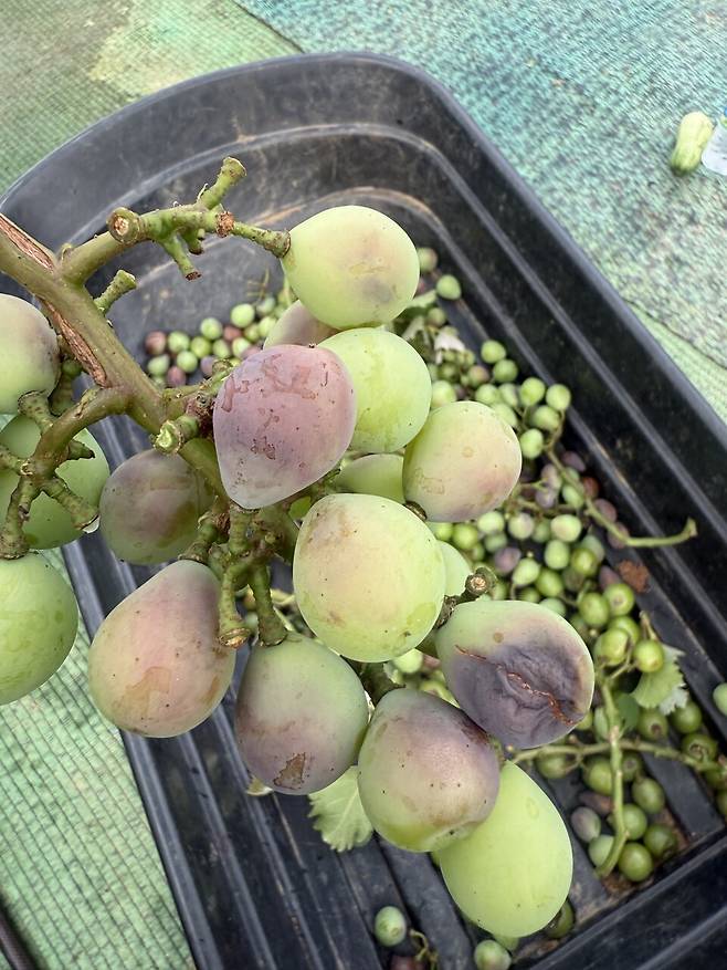 ▲&nbsp;화성 한 농장에서 폭염과 폭우가 겹쳐 피해를 입은 포도./사진=독자제공