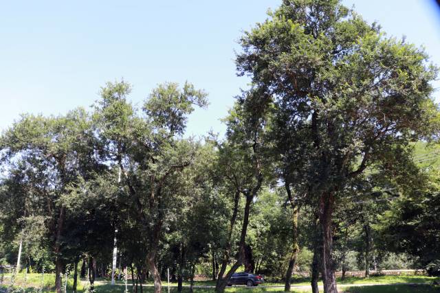 경상북도 영양군 석보면 주남리 주사골의 숲을 이루고 있는 시무나무 군락은 우리나라의 유일한 시무나무 천연기념물이다.