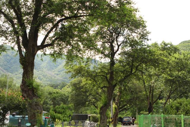 대구 달성군 가창면 오1리의 군보호수 시무나무 군락은 200여 년 나무 아홉 그루가 있다. 가창댐이 생기기 전에는 마을 어귀의 숲 역할을 했다. 지금은 가창댐 보호 울타리로 막혀 있다.