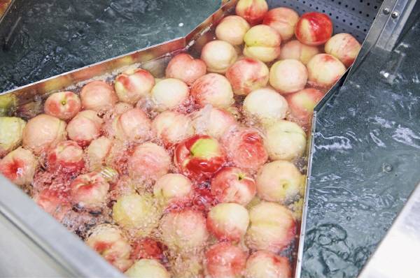 수확된 복숭아가 대형 자동 세척기에서 깨끗한 물로 세척되며 불순물과 이물질을 제거하는 과정을 거치고 있는 모습. 무릉도원영농조합법인