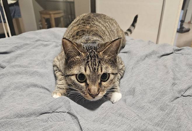 공 던져주기 1초 전, 집중하는 나비(보호자 제공) ⓒ 뉴스1