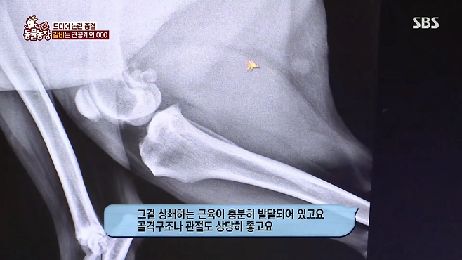 image.png 반려견 돼지 만들어 놓고 비만 아니라고 우기는 여자.jpg