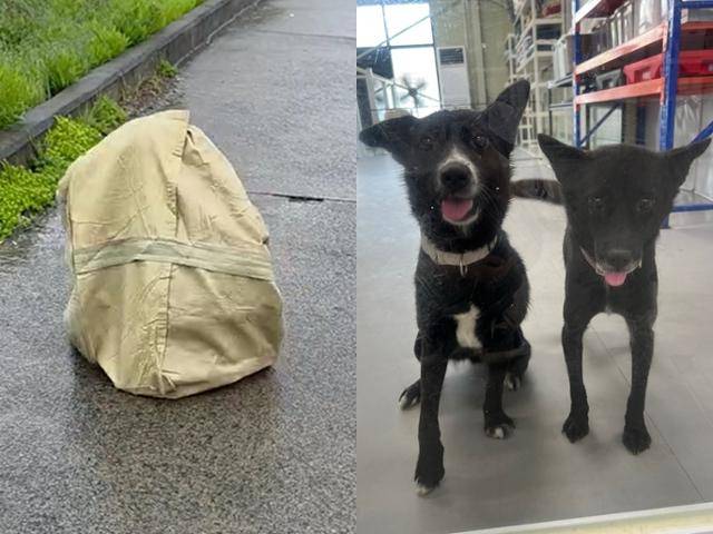 5월 대구 인적이 드문 도로가에 포대에 갇힌 채 발견됐다 구조된 쿠크(왼쪽)와 쇼콜라. 위액트 제공