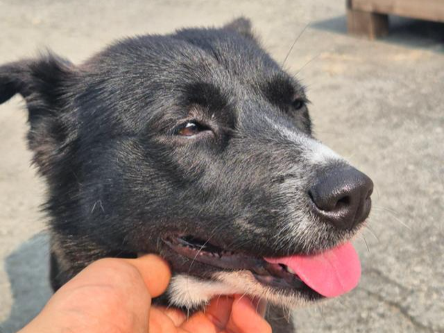 사람의 손길을 좋아하는 쿠크. 위액트 제공