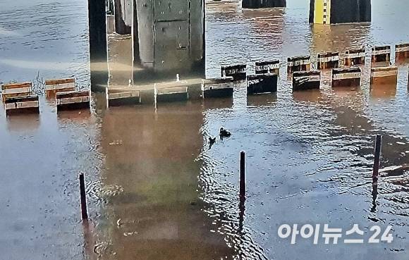 19일 오전, 집중호우로 침수된 경주시 유림지하차도에 물이 가득 찬 가운데, 오리 두 마리가 떠다니고 있다. [사진=경주시청]