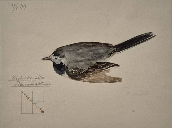 만년의 '무제' 연작 Ⅱ(1919)에는 새나 식물을 묘사한 세밀화 아래쪽에 추상적 기호와 메모를 남겼다. 부산= 권근영 기자