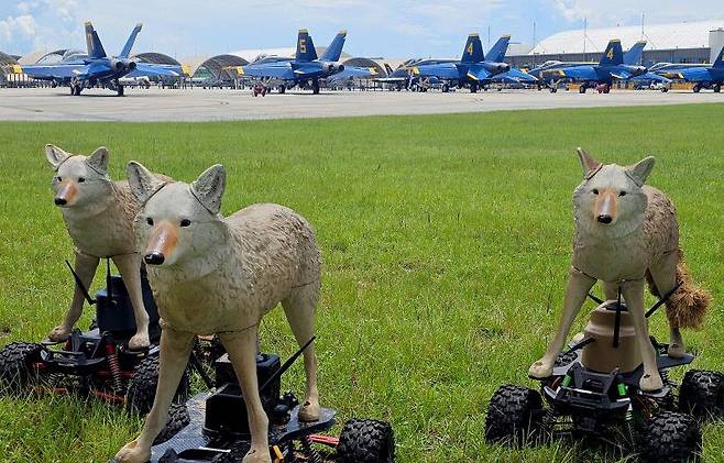 미군 비행장 주변에서 시험 운영 중인 코요테 실물 크기 모형을 얹은 RC카. 미 육군 제공