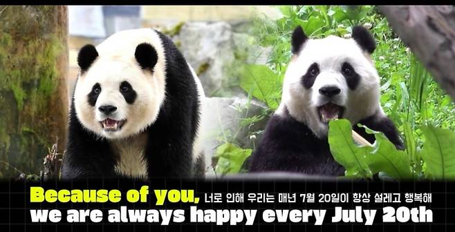푸바오의 팬클럽 ‘푸_키퍼팀(Fu_keeper team)’이 푸바오의 생일인 7월20일 하루종일 뉴욕타임스웨어 광고전광판을 통해 송출한 푸바오 생일축하 광고영상 캡쳐.