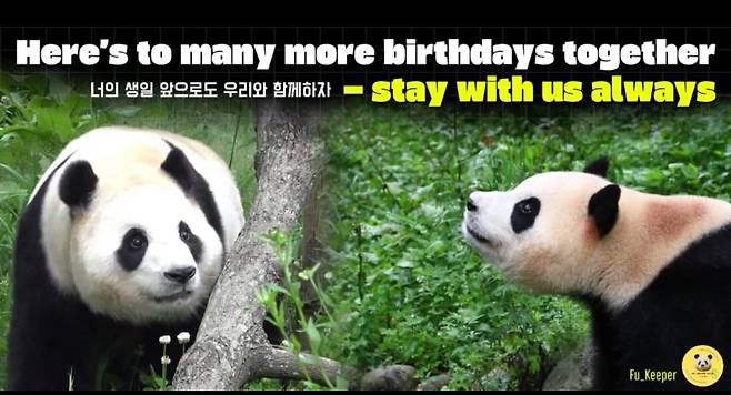 한국시간 대체로 21일, 미국뉴욕시간 20일 푸바오 생일에 타임스퀘어를 통해 송출될 푸바오 영상 캡쳐 [푸키퍼팀 제공]