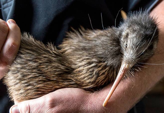 뉴질랜드 동물보호의 상징 키위새. 날 수 있을땐 천적이 없었지만, 날개가 퇴화하자 천적이 생기면서 위협받고 있다. 부부가 육아를 분담하며 필사적으로 새끼를 지킨다.[이하, 뉴질랜드관광청 제공]