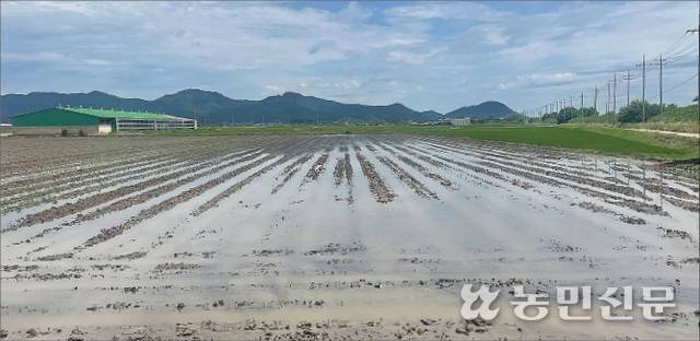 전남 영광군 백수읍의 논콩 재배지. 17일 내린 집중호우로 논콩이 흙탕물에 잠겨 있다. 영광=이시내 기자