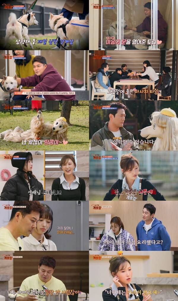 ▲ 20일 방송된 ‘개호강 유치원’ 운영기 JTBC ‘집 나가면 개호강’ 장면들. 제공|JTBC ‘집 나가면 개호강’