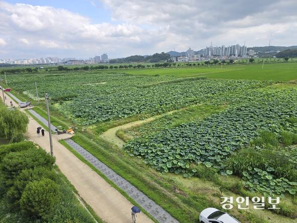 시흥시 관곡지 2025.7.5 시흥/김성주기자 ksj@kyeongin.com